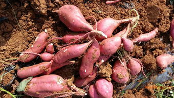 河北龍薯9號種苗批發與價格解析