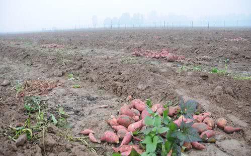 紅薯滯銷，汗水與淚水交織的秋收之痛